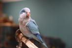 Blauwe muisparkiet, Dieren en Toebehoren, Vrouwelijk, Geringd