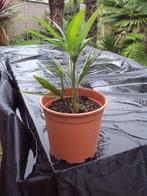 palmboom trachycarpus fortunei, Tuin en Terras, Planten | Bomen, In pot, Minder dan 100 cm, Halfschaduw, Bloeit niet