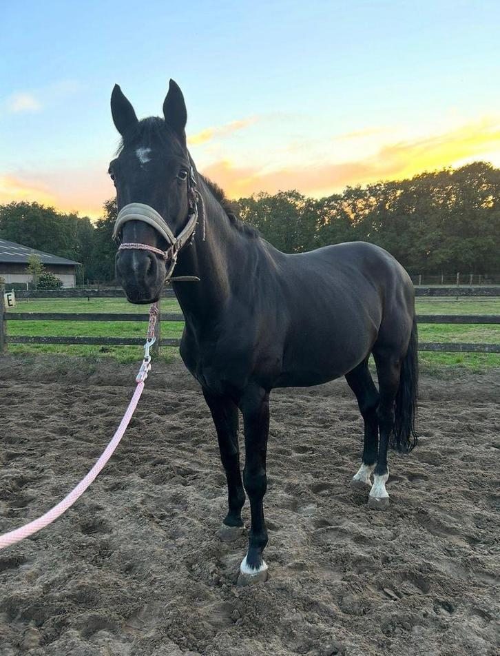 paard te koop, Dieren en Toebehoren, Paarden, Ruin