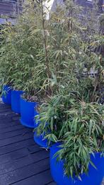 Gratis bamboe in kuipen af te halen, Tuin en Terras, Planten | Tuinplanten, Halfschaduw, Vaste plant, Siergrassen, Ophalen