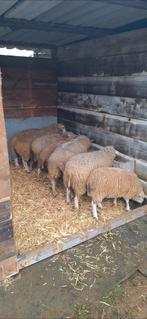 5 jonge ooien texel - swifter, Animaux & Accessoires, Moutons, Chèvres & Cochons