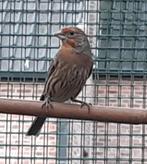 Te Koop : Mexicaanse roodmus, Dieren en Toebehoren, Vogels | Kanaries, Mannelijk