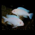 Pseudotropheus socolofi albino malawi cichliden Mbnuna, Dieren en Toebehoren, Vis, Zoetwatervis, Schoolvis