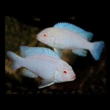 Pseudotropheus socolofi albino malawi cichliden Mbnuna beschikbaar voor biedingen