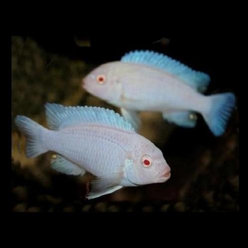 Pseudotropheus socolofi albino malawi cichliden Mbnuna, Dieren en Toebehoren, Vissen | Aquariumvissen, Zoetwatervis, Vis, Schoolvis
