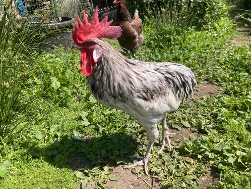 Andalusier haan, Dieren en Toebehoren, Pluimvee