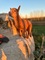 Prachtig dwerggeit bokje, Animaux & Accessoires