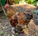 Cochin haantje zoekt nieuwe thuis, Dieren en Toebehoren, Mannelijk, Kip