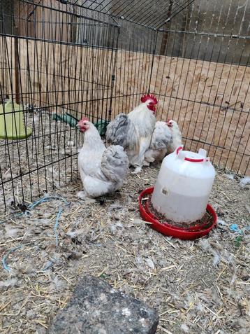 Broedeieren cochin kriel parelgrijs en isabel, Dieren en Toebehoren, Pluimvee