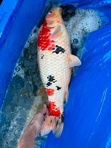 Japanse koi's te koop beschikbaar voor biedingen