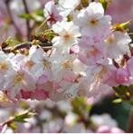 Prunus Autumnalis Rosea - Japanse sierkers op stam, Tuin en Terras, Planten | Bomen, In pot, Herfst, 100 tot 250 cm, Overige soorten