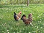 Ukkelse baardkriel koppel, Meerdere dieren, Kip