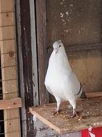 Duif te koop Aalst 9310, Dieren en Toebehoren