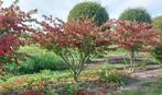 euonymus alatus, Tuin en Terras, Ophalen
