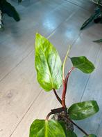 Philodendron Painted Lady, Ophalen of Verzenden