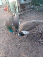 Pauw, Dieren en Toebehoren, Juli, Meerdere dieren