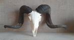 crane cornes mouflon trophée chasse man cave gothic skull, Collections, Collections Animaux, Crâne, Enlèvement ou Envoi