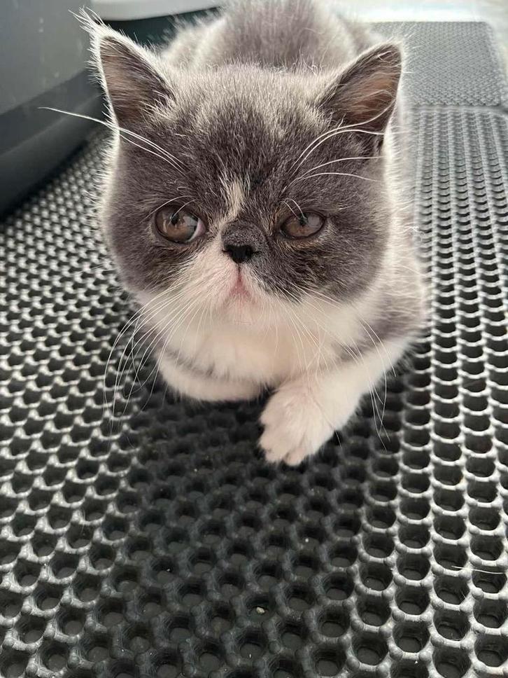 kittens Exotic korthaar, Animaux & Accessoires, Chats & Chatons | Chats de race | Poil long, Chat, 0 à 2 ans, Avec puce électronique