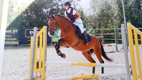 Verzorgpaard gezocht, Dieren en Toebehoren, Paarden