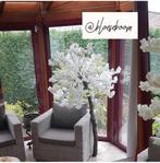 Palm bloesemboom, Ophalen, Nieuw, Binnen