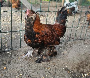 7x Ukkelse baardkriel haan beschikbaar voor biedingen