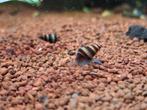 Helena slakken, Dieren en Toebehoren, Vissen | Aquariumvissen