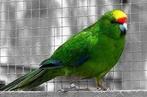 Recherche Femelle Kakariki front jaune, Femelle, Perruche, Bagué