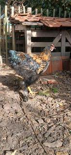 Cochin groothoender haan, Dieren en Toebehoren