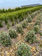 Groen blijvende haagplanten, Tuin en Terras, Planten | Struiken en Hagen, Ophalen, Laurier, Haag, 100 tot 250 cm