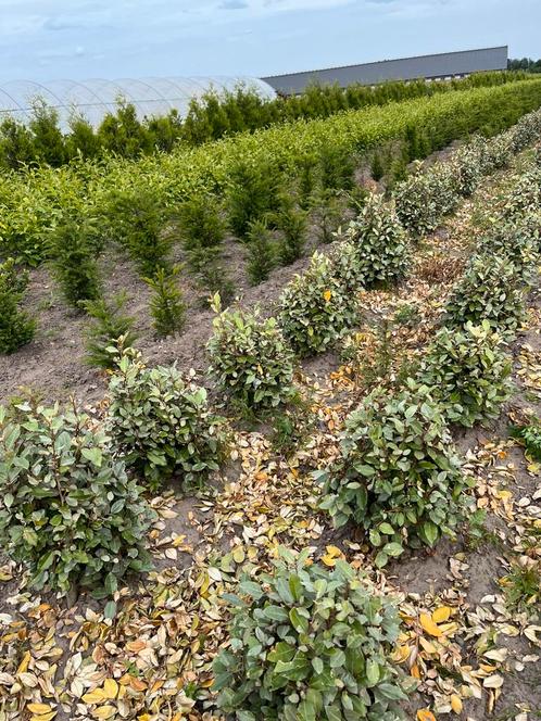 Groen blijvende haagplanten, Tuin en Terras, Planten | Struiken en Hagen, Haag, Laurier, 100 tot 250 cm, Ophalen