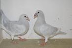 kleurpostduiven, Dieren en Toebehoren, Vogels | Duiven, Geslacht onbekend, Postduif