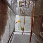 Couples reproducteur pyrrhura, Meerdere dieren, Parkiet, Geringd