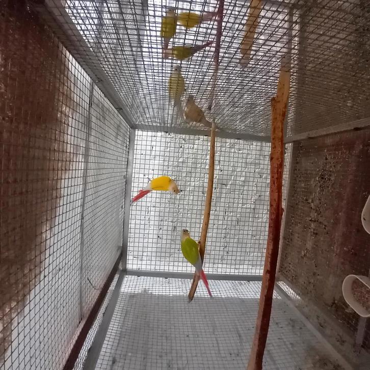 Couples reproducteur pyrrhura, Dieren en Toebehoren, Vogels | Parkieten en Papegaaien, Parkiet, Meerdere dieren, Geringd