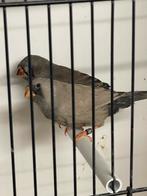 Koppeltje jonge Charcoal zebravinken, Dieren en Toebehoren, Vogels | Overige Vogels, Meerdere dieren, Tropenvogel, Geringd