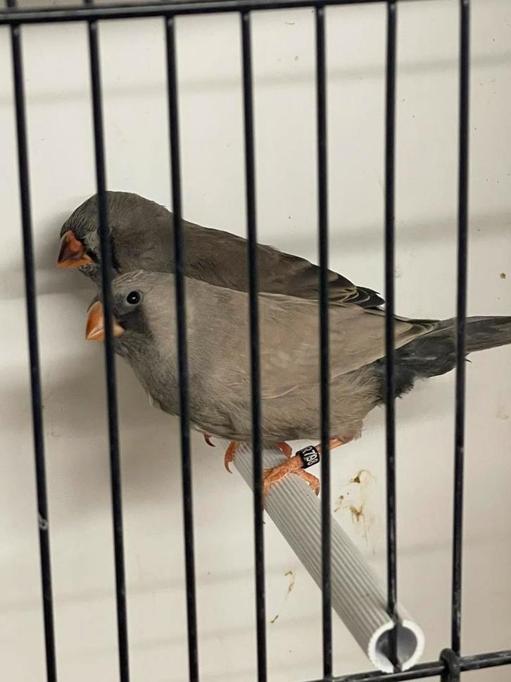 Koppeltje jonge Charcoal zebravinken, Dieren en Toebehoren, Vogels | Overige Vogels, Tropenvogel, Meerdere dieren, Geringd