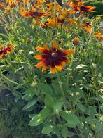 Rudbeckia (geel), Tuin en Terras, Planten | Tuinplanten, Ophalen