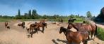 2 plaatsen in Opfok paarden en ponys, Opfok
