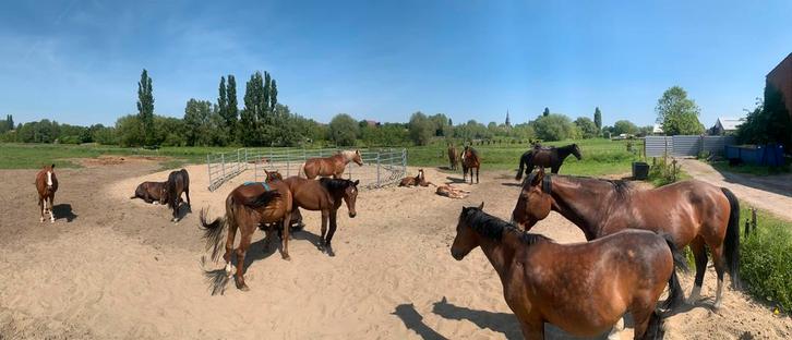 2 plaatsen in Opfok paarden en ponys, Dieren en Toebehoren, Stalling en Weidegang, Opfok