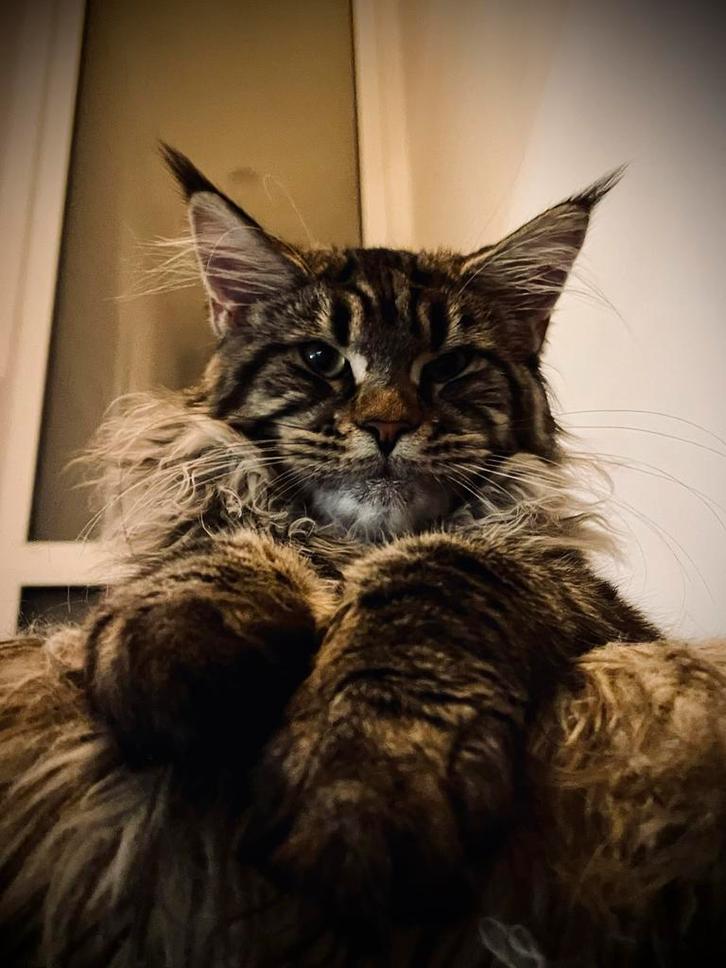 Prachtige Maine Coon kattin zoekt gouden mandje, Dieren en Toebehoren, Katten en Kittens | Raskatten | Langhaar, Poes, 0 tot 2 jaar