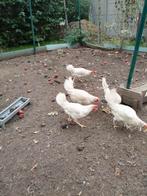 5 legkippen – €7 per stuk, Dieren en Toebehoren, Pluimvee, Kip