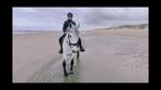 Doodbraaf recreatiepaard, ook geschikt voor manege, Dieren en Toebehoren, Paarden