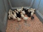 Kuikens Poule De Bressen en Mechelse Koekoek, Meerdere dieren, Kip
