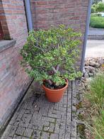 Vetplant Crassula Portulacea Geldboom, Huis en Inrichting, Kamerplanten, Ophalen, Vetplant, 100 tot 150 cm, In pot