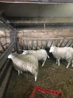 Rammen, Mouton, Mâle, 0 à 2 ans