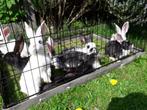 Vlaamse reus, Duitse reus, vlinder konijnen te koop., Dieren en Toebehoren