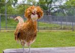 Gezocht Padua Haan, Dieren en Toebehoren, Pluimvee