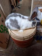 Vleeskonijn ram, Dieren en Toebehoren, Konijnen, Mannelijk, Groot, 0 tot 2 jaar