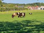 Gevraagd belted galloway stier
