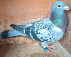 Postduif Comb. ZWIEP/KIKKERT duivin., Animaux & Accessoires, Femelle, Pigeon voyageur