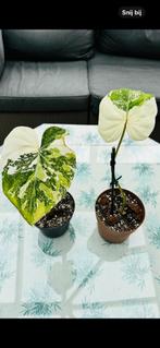 Philodendron gloriosum tricolor variegata, Huis en Inrichting, Kamerplanten, Ophalen, 200 cm of meer, Overige soorten, Halfschaduw